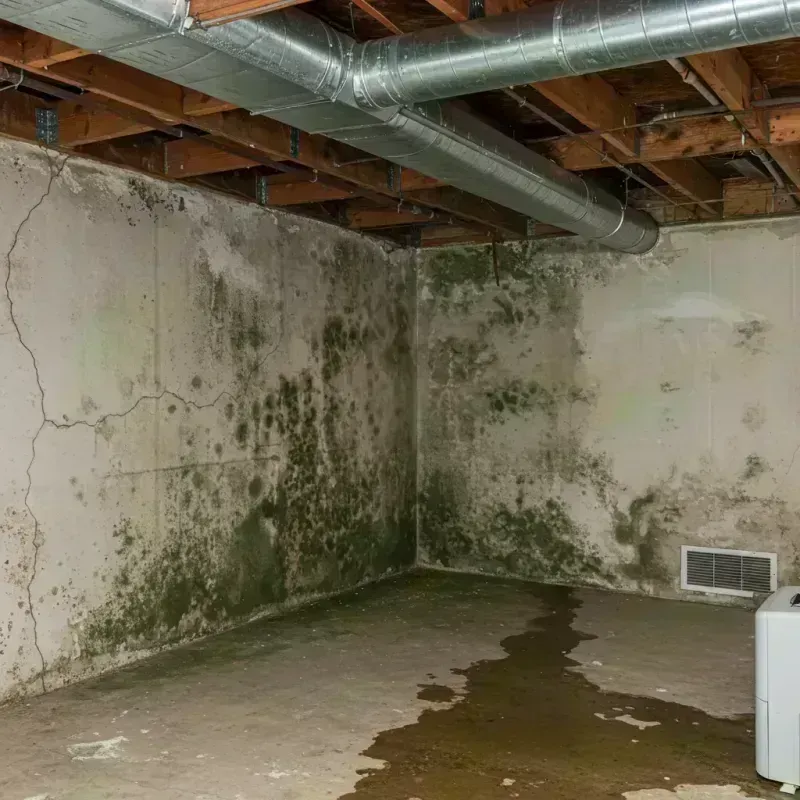 Professional Mold Removal in Hillsboro, IL